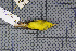  ( - MAR4926)  @13 [ ] Copyright (2013) Patrick Strutzenberger Senckenberg Natural History Collections Dresden