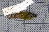  ( - MAR4937)  @13 [ ] Copyright (2013) Patrick Strutzenberger Senckenberg Natural History Collections Dresden