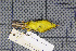  ( - MAR4937)  @12 [ ] Copyright (2013) Patrick Strutzenberger Senckenberg Natural History Collections Dresden