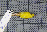  ( - MAR5701)  @13 [ ] Copyright (2013) Patrick Strutzenberger Senckenberg Natural History Collections Dresden