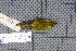  (Phylloscopus hainanus - MAR5702)  @13 [ ] Copyright (2013) Patrick Strutzenberger Senckenberg Natural History Collections Dresden