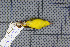  ( - MAR5702)  @13 [ ] Copyright (2013) Patrick Strutzenberger Senckenberg Natural History Collections Dresden