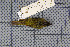  (Phylloscopus valentini - MAR5717)  @13 [ ] Copyright (2013) Patrick Strutzenberger Senckenberg Natural History Collections Dresden