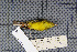  ( - MAR5717)  @12 [ ] Copyright (2013) Patrick Strutzenberger Senckenberg Natural History Collections Dresden