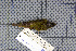  ( - MAR5733)  @12 [ ] Copyright (2013) Patrick Strutzenberger Senckenberg Natural History Collections Dresden