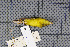  ( - MAR5733)  @13 [ ] Copyright (2013) Patrick Strutzenberger Senckenberg Natural History Collections Dresden