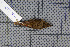  (Phylloscopus subaffinis - MAR5746)  @13 [ ] Copyright (2013) Patrick Strutzenberger Senckenberg Natural History Collections Dresden