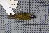  ( - MAR6974)  @12 [ ] Copyright (2013) Patrick Strutzenberger Senckenberg Natural History Collections Dresden