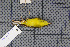  ( - MAR6974)  @12 [ ] Copyright (2013) Patrick Strutzenberger Senckenberg Natural History Collections Dresden