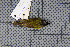  ( - MAR6975)  @13 [ ] Copyright (2013) Patrick Strutzenberger Senckenberg Natural History Collections Dresden