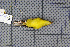  (Phylloscopus omeiensis - MAR6989)  @13 [ ] Copyright (2013) Patrick Strutzenberger Senckenberg Natural History Collections Dresden