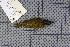  ( - MAR7011)  @13 [ ] Copyright (2013) Patrick Strutzenberger Senckenberg Natural History Collections Dresden