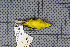  ( - MAR7011)  @13 [ ] Copyright (2013) Patrick Strutzenberger Senckenberg Natural History Collections Dresden