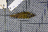  ( - MAR7019)  @13 [ ] Copyright (2013) Patrick Strutzenberger Senckenberg Natural History Collections Dresden