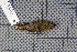  ( - MAR733)  @11 [ ] Copyright (2013) Patrick Strutzenberger Senckenberg Natural History Collections Dresden