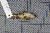  ( - MAR733)  @11 [ ] Copyright (2013) Patrick Strutzenberger Senckenberg Natural History Collections Dresden
