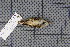  ( - MAR738)  @11 [ ] Copyright (2013) Patrick Strutzenberger Senckenberg Natural History Collections Dresden