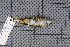  ( - MAR763)  @13 [ ] Copyright (2013) Patrick Strutzenberger Senckenberg Natural History Collections Dresden