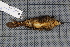  ( - MAR817)  @12 [ ] Copyright (2013) Senckenberg Natural History Collections Dresden Senckenberg Natural History Collections Dresden