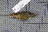  ( - MAR821)  @13 [ ] Copyright (2013) Patrick Strutzenberger Senckenberg Natural History Collections Dresden