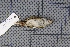  ( - MAR821)  @12 [ ] Copyright (2013) Patrick Strutzenberger Senckenberg Natural History Collections Dresden