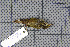  ( - MAR867)  @13 [ ] Copyright (2013) Patrick Strutzenberger Senckenberg Natural History Collections Dresden