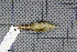  ( - MAR867)  @13 [ ] Copyright (2013) Patrick Strutzenberger Senckenberg Natural History Collections Dresden