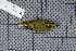  (Phylloscopus ricketti - MAR903)  @13 [ ] Copyright (2013) Patrick Strutzenberger Senckenberg Natural History Collections Dresden