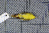  ( - MAR903)  @13 [ ] Copyright (2013) Patrick Strutzenberger Senckenberg Natural History Collections Dresden
