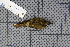  ( - MAR918)  @13 [ ] Copyright (2013) Patrick Strutzenberger Senckenberg Natural History Collections Dresden