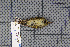  ( - MAR918)  @13 [ ] Copyright (2013) Patrick Strutzenberger Senckenberg Natural History Collections Dresden