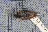  (Sitta villosa - MTD C 33568)  @11 [ ] Copyright (2014) Senckenberg Natural History Collections Dresden Senckenberg Natural History Collections Dresden