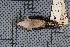  (Sitta frontalis - MTD C 44869)  @11 [ ] Copyright (2014) Senckenberg Natural History Collections Dresden Senckenberg Natural History Collections Dresden