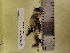  (Peltigera cf. apthosa - CCDB-25717-B11)  @11 [ ] CreativeCommons - Attribution Non-Commercial Share-Alike (2045) Canadian Museum of Nature Canadian Museum of Nature