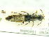  (Quedionuchus samuraicus - CNCAJB18-01)  @11 [ ] CreativeCommons  Attribution Non-Commercial ShareAlike (2018) Unspecified Canadian National Collection of Insects