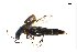  (Paraquedius - CNCAJB18-125)  @11 [ ] CreativeCommons  Attribution Non-Commercial ShareAlike (2024) Unspecified Canadian National Collection of Insects