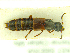  ( - CNCAJB18-13)  @11 [ ] CreativeCommons  Attribution Non-Commercial ShareAlike (2018) Unspecified Canadian National Collection of Insects