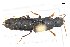  ( - CNCAJB18-132)  @11 [ ] CreativeCommons  Attribution Non-Commercial ShareAlike (2031) Unspecified Canadian National Collection of Insects