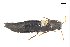  ( - CNCAJB18-161)  @11 [ ] CreativeCommons  Attribution Non-Commercial ShareAlike (2060) Unspecified Canadian National Collection of Insects