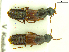  ( - CNCAJB18-17)  @11 [ ] CreativeCommons  Attribution Non-Commercial ShareAlike (2018) Unspecified Canadian National Collection of Insects