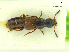  ( - CNCAJB18-19)  @11 [ ] CreativeCommons  Attribution Non-Commercial ShareAlike (2018) Unspecified Canadian National Collection of Insects