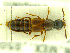 ( - CNCAJB18-21)  @11 [ ] CreativeCommons  Attribution Non-Commercial ShareAlike (2018) Unspecified Canadian National Collection of Insects
