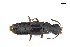  ( - CNCAJB18-30)  @11 [ ] CreativeCommons  Attribution Non-Commercial ShareAlike (2018) Unspecified Canadian National Collection of Insects