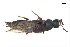  ( - CNCAJB18-70)  @11 [ ] CreativeCommons  Attribution Non-Commercial ShareAlike (2018) Unspecified Canadian National Collection of Insects