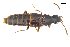  ( - CNCAJB18-73)  @11 [ ] CreativeCommons  Attribution Non-Commercial ShareAlike (2018) Unspecified Canadian National Collection of Insects