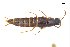  ( - CNCAJB18-84)  @11 [ ] CreativeCommons  Attribution Non-Commercial ShareAlike (2018) Unspecified Canadian National Collection of Insects