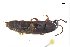  ( - CNCAJB18-85)  @11 [ ] CreativeCommons  Attribution Non-Commercial ShareAlike (2018) Unspecified Canadian National Collection of Insects