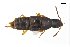  ( - CNCAJB18-87)  @11 [ ] CreativeCommons  Attribution Non-Commercial ShareAlike (2018) Unspecified Canadian National Collection of Insects