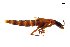  ( - CNCAJB18-91)  @11 [ ] CreativeCommons  Attribution Non-Commercial ShareAlike (2018) Unspecified Canadian National Collection of Insects