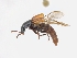  ( - CNCAJB19-01)  @11 [ ] CreativeCommons  Attribution Non-Commercial ShareAlike (2019) Unspecified Canadian National Collection of Insects